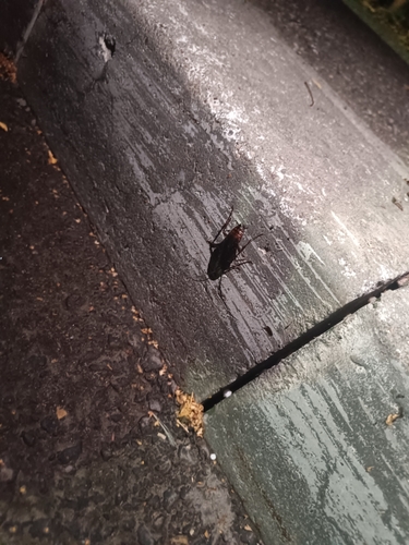 Oriental Cockroach