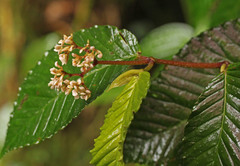 Begonia cooperi image