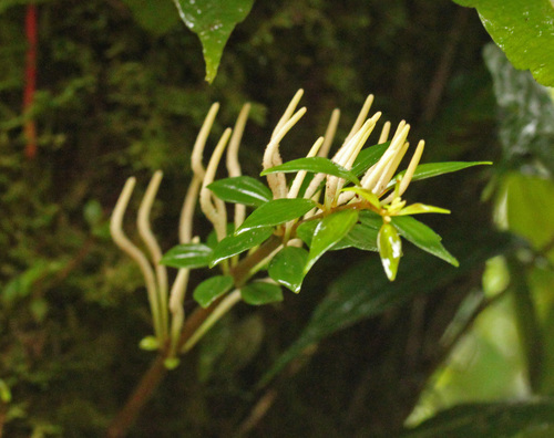 Peperomia palmana