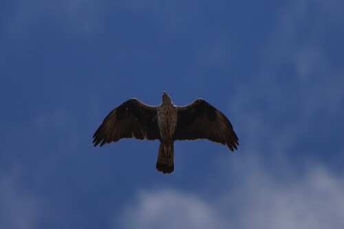 Avistamiento Águila perdicera o águila azor perdicera