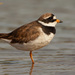 Common Ringed Plover - Photo (c) Jose Ivan, all rights reserved, uploaded by Jose Ivan