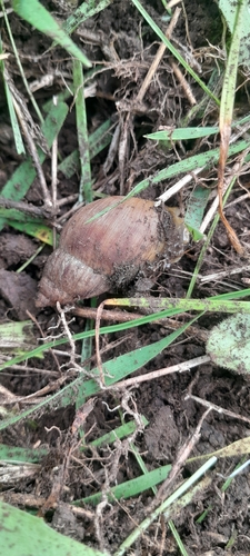 Plectostylus chilensis