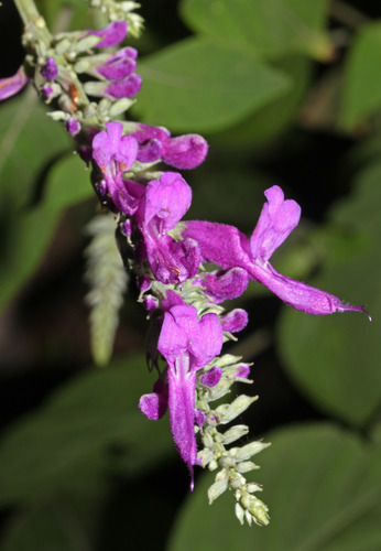 Salvia purpurea
