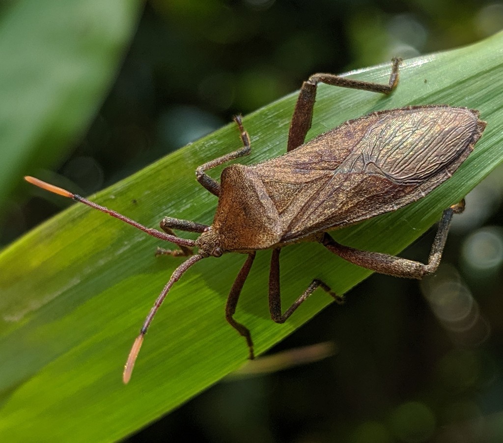 Anoplocnemis Brevicrus From Moramanga District, Madagascar On October 