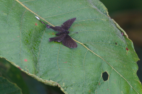 Syrmatia aethiops