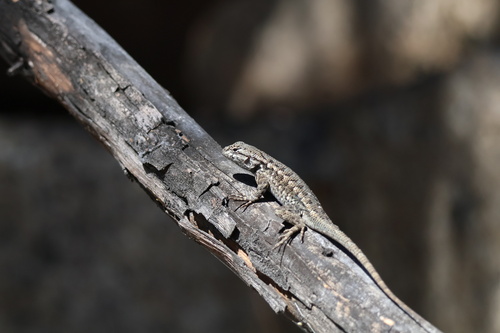 iNaturalist observation photo of Western Fence Lizard