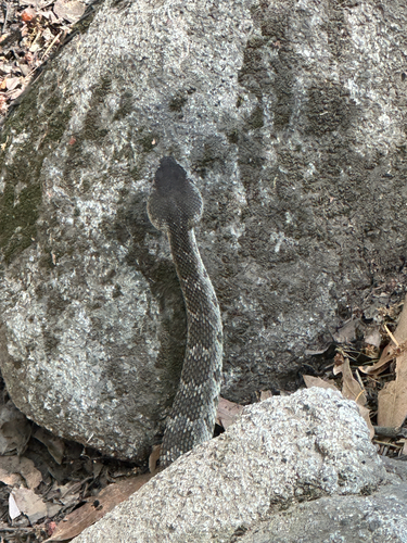 iNaturalist observation photo of Northern Pacific Rattlesnake
