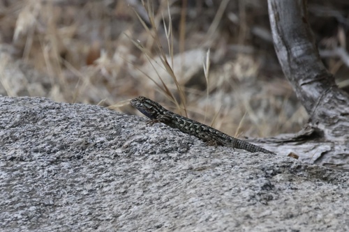 iNaturalist observation photo of Western Fence Lizard