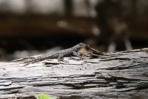 iNaturalist observation photo of Western Fence Lizard