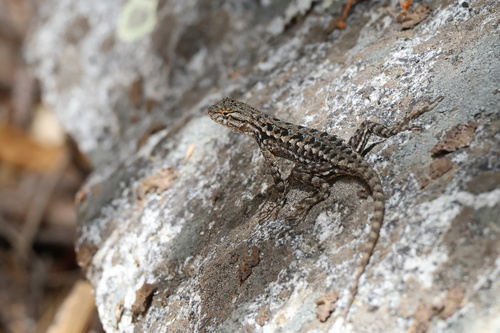 iNaturalist observation photo of Western Fence Lizard