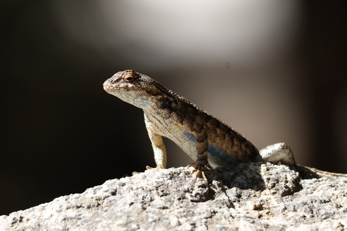 iNaturalist observation photo of Western Fence Lizard