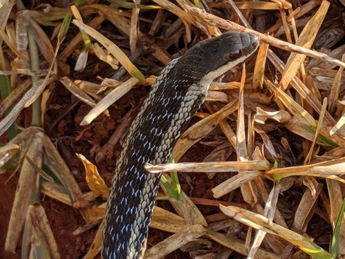Lateral Water Snake
