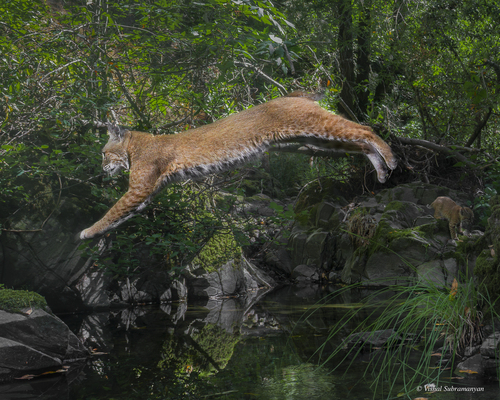 iNaturalist observation photo of Bobcat