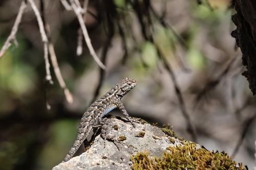 iNaturalist observation photo of Western Fence Lizard
