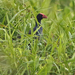 New Guinea Swamphen - Photo (c) David Beadle, all rights reserved, uploaded by dbeadle