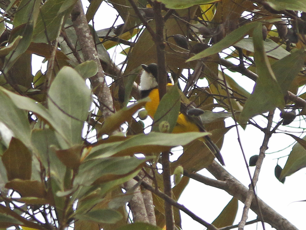 Baliem Whistler (Pachycephala balim) photo
