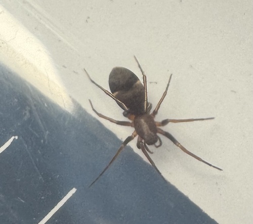 Micaria pulcherrima