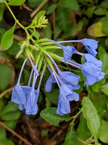 blue plumbago
