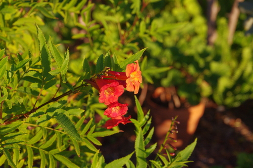 Tecoma alata · iNaturalist Mexico