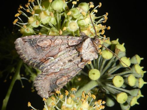 Green-brindled Crescent