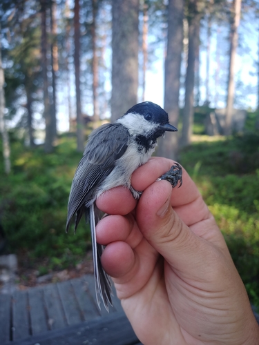 Willow Tit