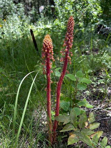 iNaturalist observation photo of woodland pinedrops