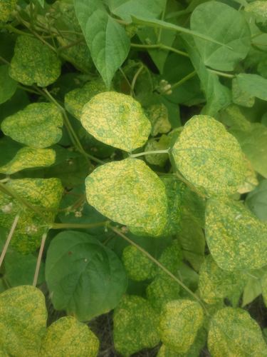 Bean Yellow Mosaic Virus · Naturalista Mexico 8267