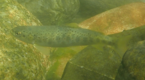 Salmo trutta
