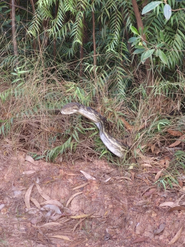 Australian Scrub Python sighting