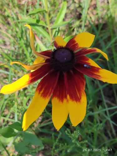 black-eyed Susan