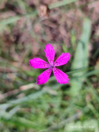 Maiden Pink
