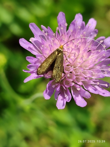 Brassy Longhorn