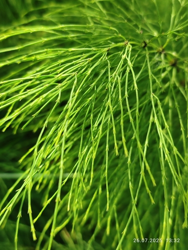 wood horsetail