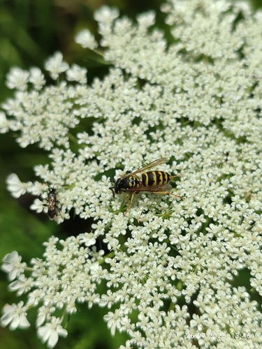 Common European Yellowjacket