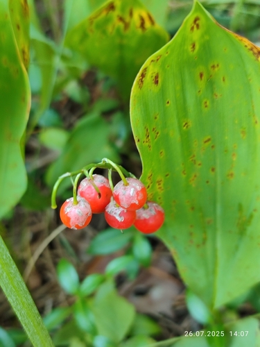 European lily of the valley