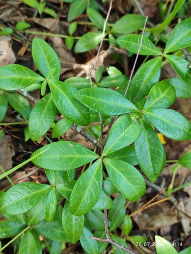 lesser periwinkle