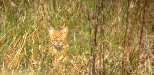 Indian Jungle Cat