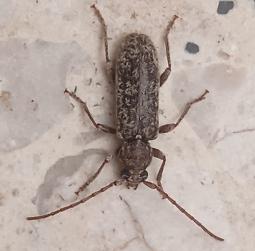 Trichoferus fasciculatus