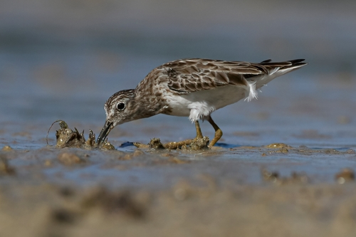 Least Sandpiper