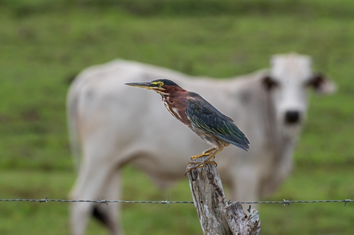 Green Heron