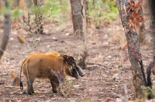 Red River Hog