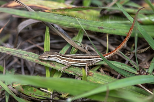 Five-striped grass anole