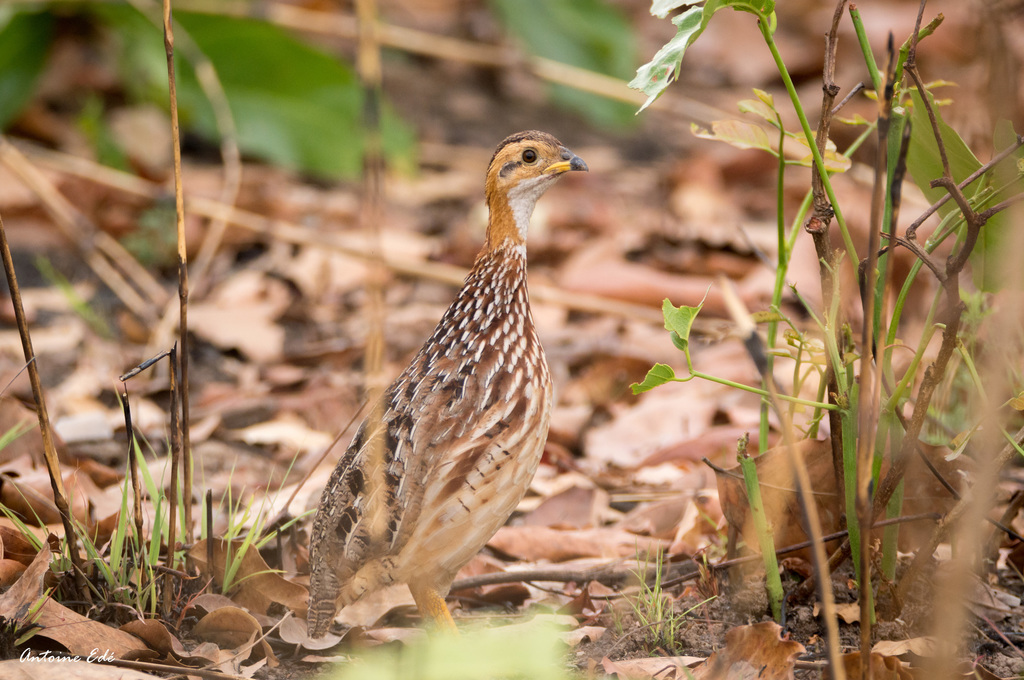White-throated Francolin photo