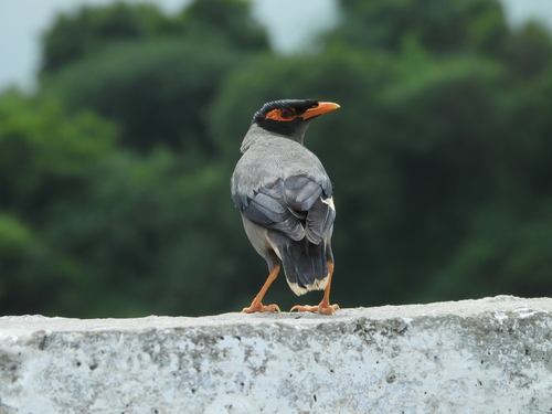 Bank Myna