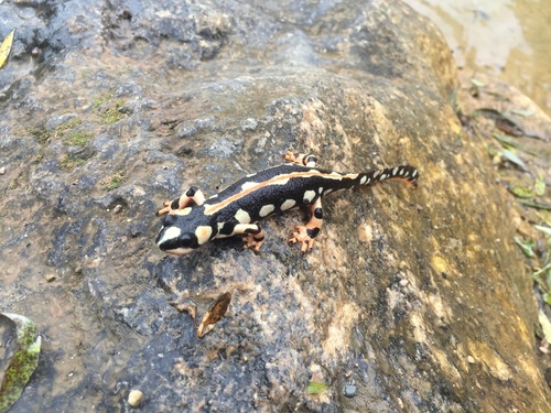 Lorestan Newt
