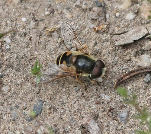 Unknown species found near Valley County, ID, USA