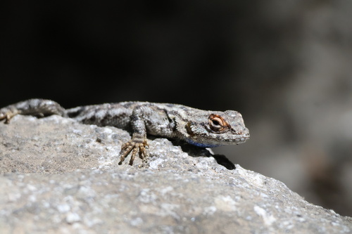 iNaturalist observation photo of Spiny Lizards