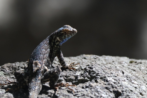iNaturalist observation photo of Spiny Lizards
