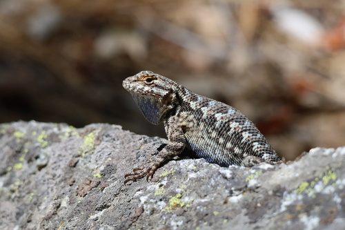 iNaturalist observation photo of Western Fence Lizard