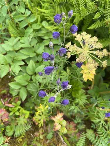 Larkspurleaf Monkshood